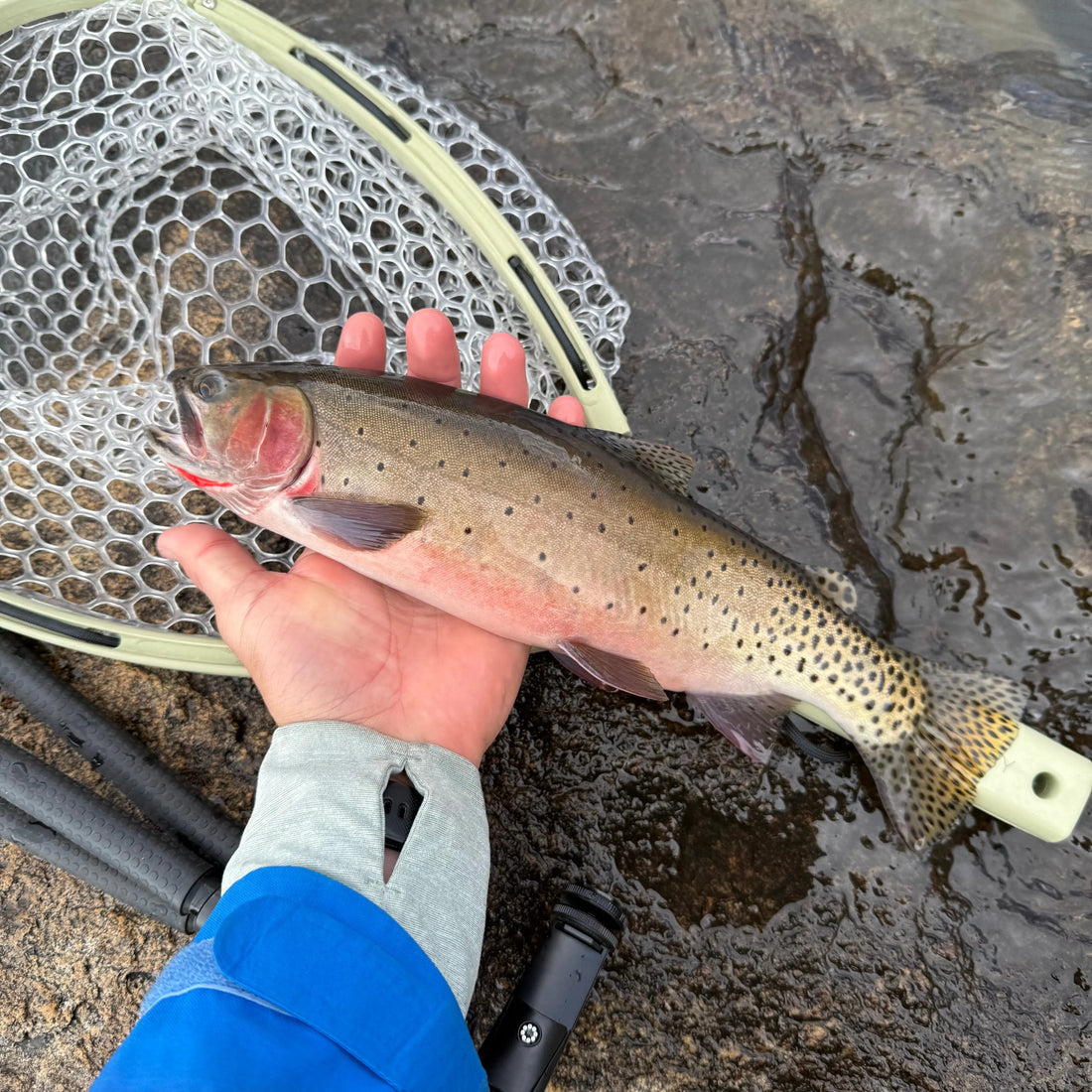 Thoughts from the High Alpine