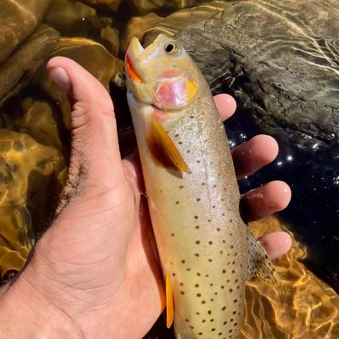Cutthroat trout caught on the CDT