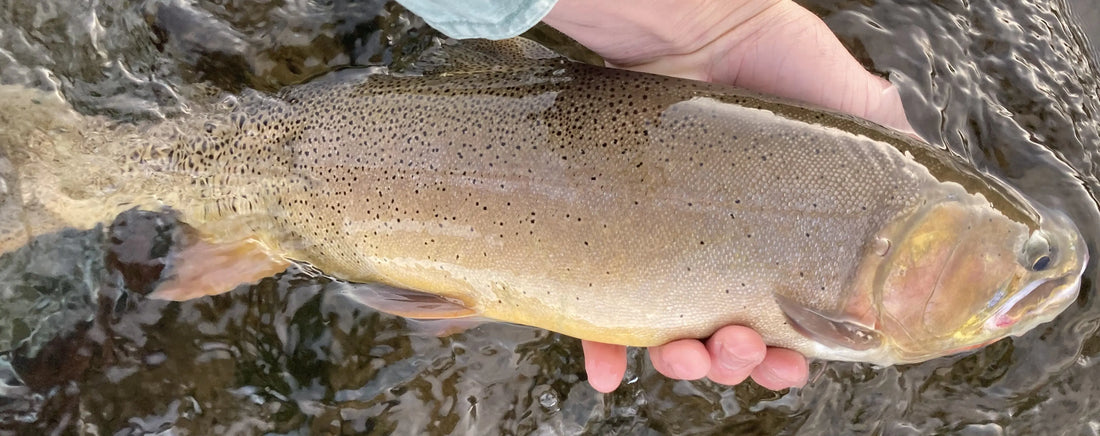 Cutthroat trout