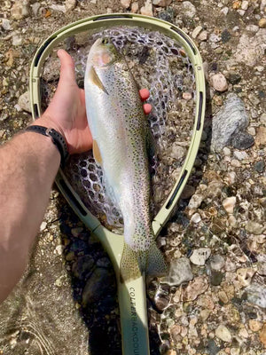 Colter Backcountry